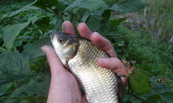 涪江野钓鲫鱼技巧（掌握钓鲫鱼的窍门）  第2张