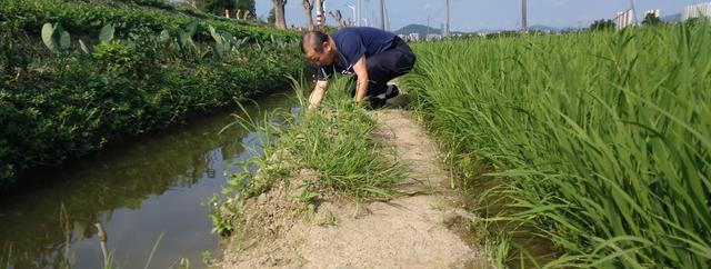 福寿螺肉钓鱼技巧（掌握福寿螺钓鱼的窍门）  第2张