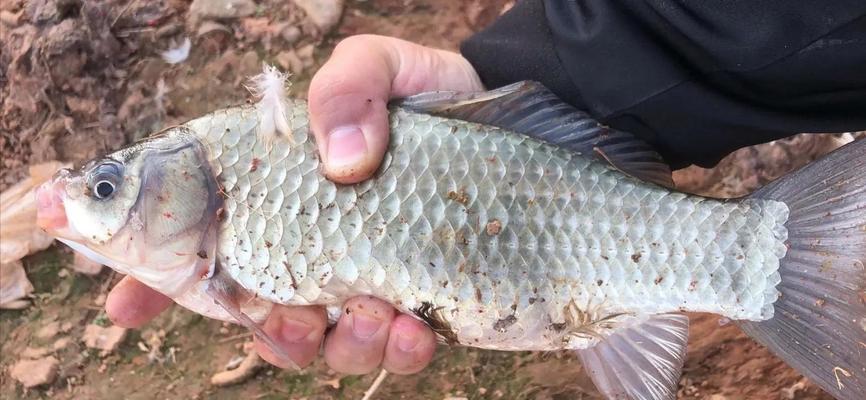 高温40度下的钓鱼技巧（挑战酷暑）  第1张