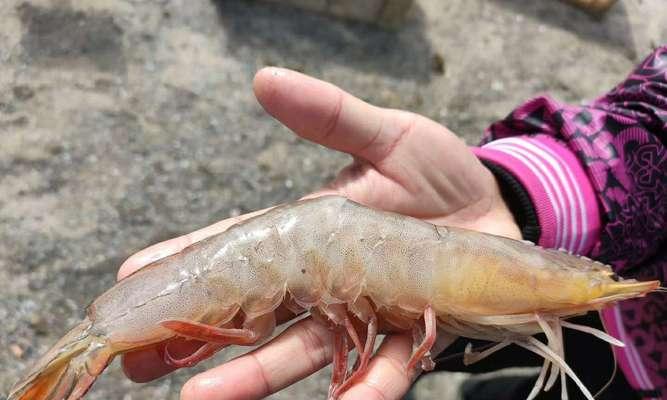 海岛矶钓鱼技巧教程（掌握海岛矶钓）  第3张