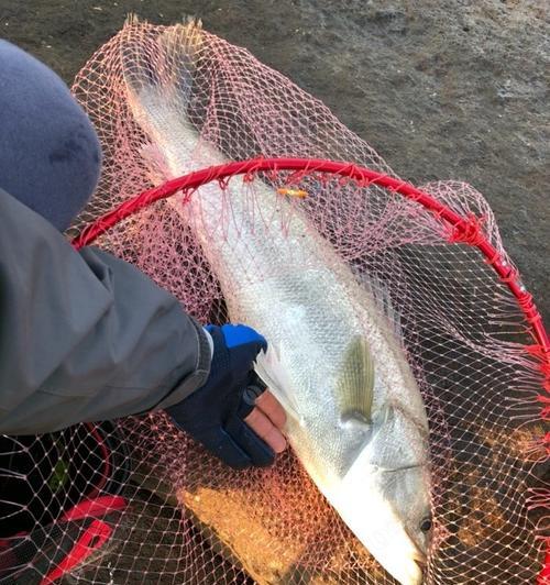 海钓野钓挂饵技巧大揭秘（挑选饵料）  第2张