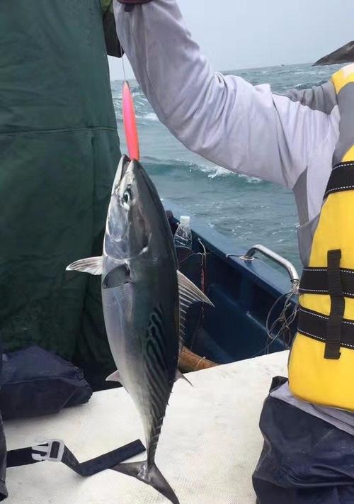 近海远洋钓鱼技巧浅析（探秘海钓技术）  第3张