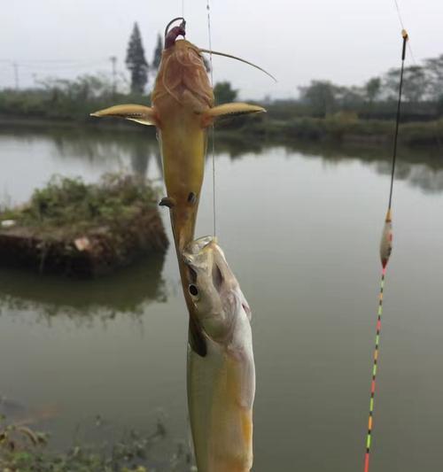 海杆串钩挂黑蚯蚓钓鱼技巧（掌握技巧）  第1张