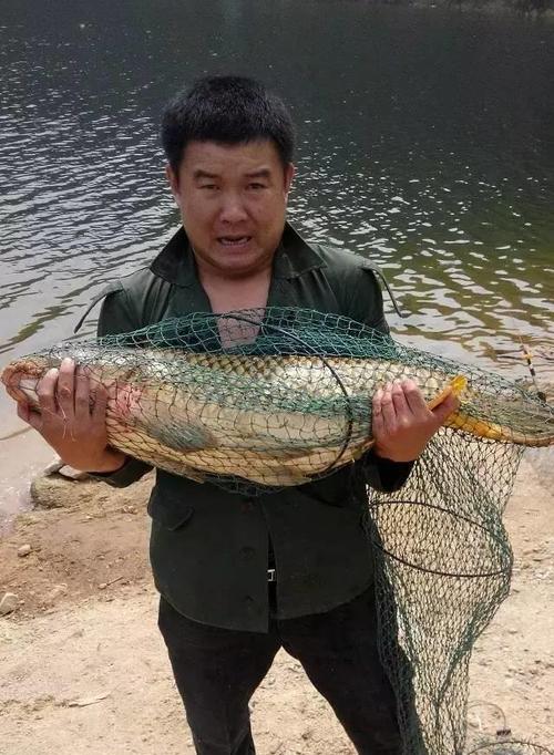 海竿钓野生鲤鱼的技巧和方法（提升钓鲤技术）  第2张