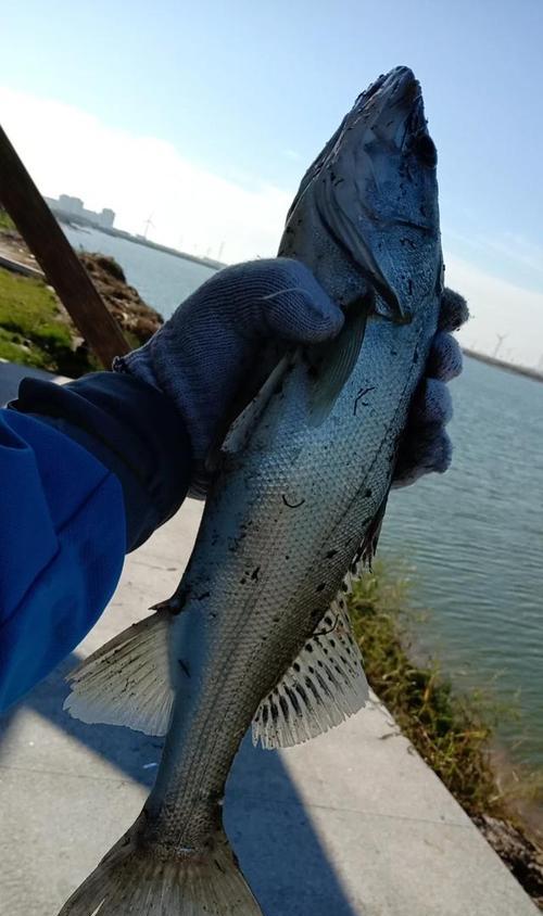 海竿钓鱼挂钩技巧大揭秘（提升钓鱼成功率的实用技巧分享）  第2张