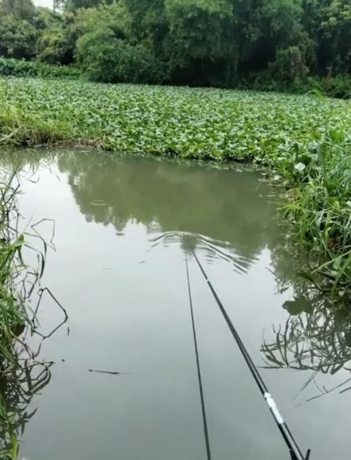 海竿钓鱼技巧（掌握垂钓海鱼的秘诀）  第2张