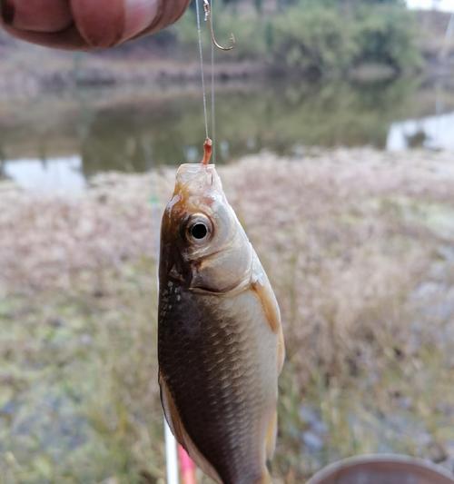 红虫钓鱼大全（掌握红虫钓鱼技巧的关键）  第3张