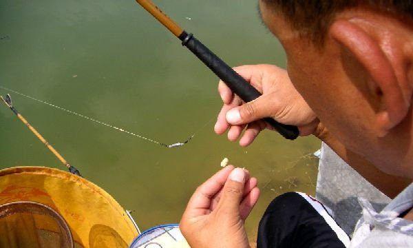 红萝卜蚯蚓钓鱼新招大揭秘（探索红萝卜蚯蚓钓鱼的方法与技巧）  第1张