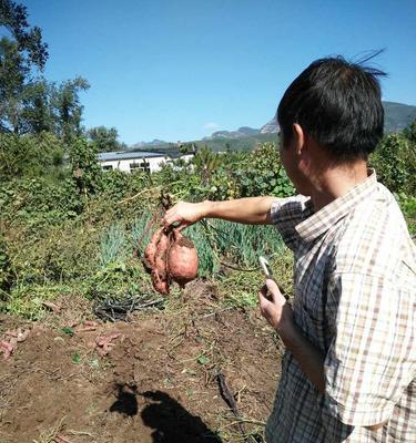 红薯蚯蚓钓鱼技巧（提升钓鱼效果的简单方法）  第1张