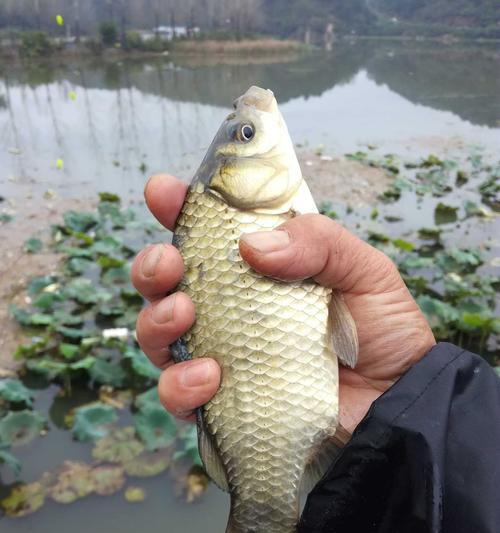 洪水过后钓鱼（如何在洪水过后有效地钓鱼）  第1张