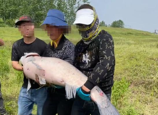 湖北钓鱼技巧教程（掌握湖北地区钓鱼的技巧和窍门）  第2张