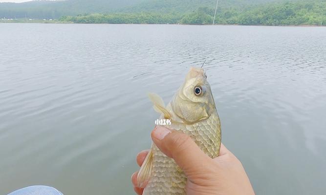 冬季湖北钓鱼技巧（寒冬中的湖北钓鱼心得分享）  第3张