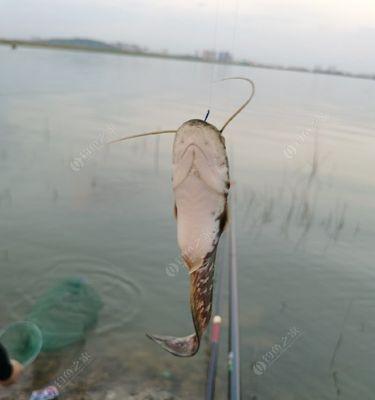 鸡肝钓鱼绝密技巧（揭秘钓鱼达人的独门秘技）  第2张