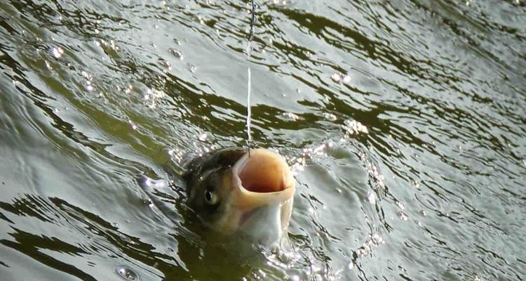 家养浅水鲢鳙钓鱼技巧（轻松掌握）  第3张