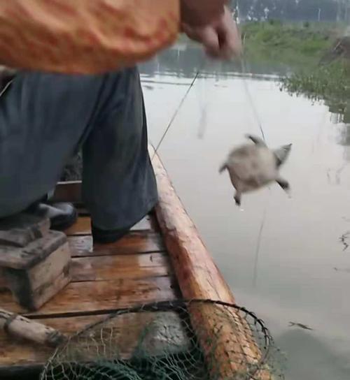 甲鱼钓法技巧大揭秘（掌握甲鱼钓法把握钓鱼技巧）  第3张