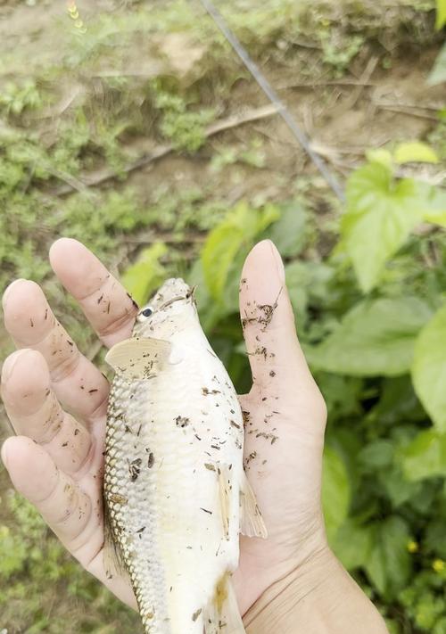 巨人石斑钓鱼技巧与方法（掌握巨人石斑钓鱼的关键技巧）  第2张