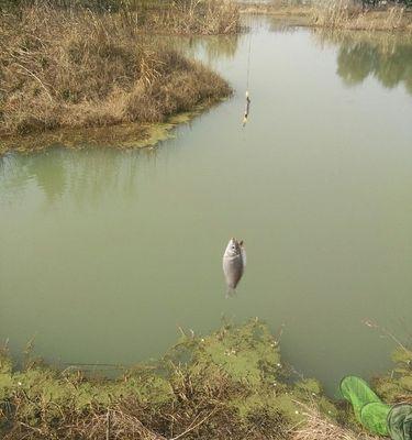 开阔水域野钓技巧（掌握正确技巧）  第2张