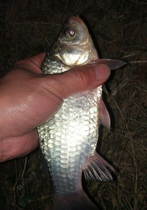 夜钓小翘嘴的拉饵技巧（掌握技巧）  第3张