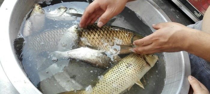 流水沟渠钓草鱼技巧（掌握渔获技巧轻松钓上草鱼）  第1张