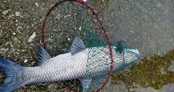 流水河垂钓大鱼的技巧与教学（掌握垂钓技巧）  第1张