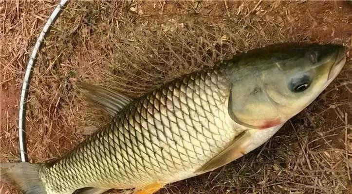 掌握流水河道钓草鱼的技巧（提高钓草鱼的成功率）  第2张