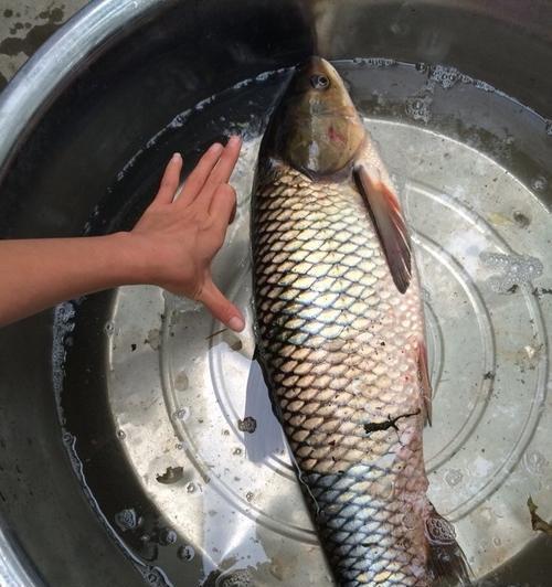 掌握流水河道钓草鱼的技巧（提高钓草鱼的成功率）  第3张