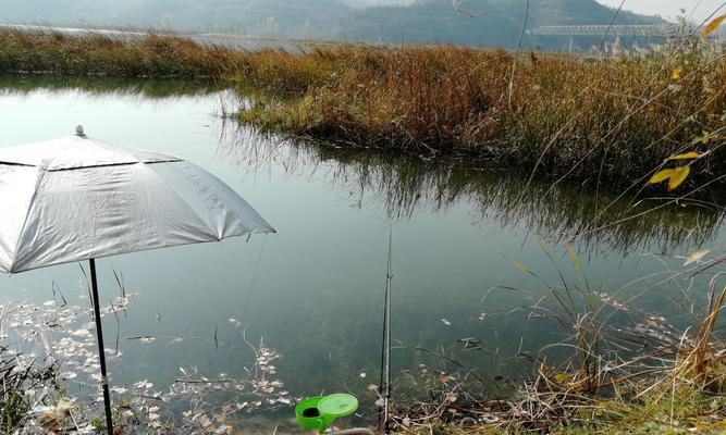 流水轻口鲫垂钓技巧（钓鲫技巧分享）  第1张