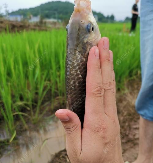 流水野钓的技巧（掌握技巧）  第3张