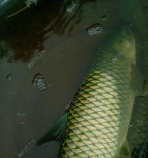 流水野钓鲤鱼的技巧教学（掌握流水钓鲤鱼的窍门）  第3张