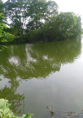 流水鱼塘钓草鱼技巧（掌握这些技巧）  第3张