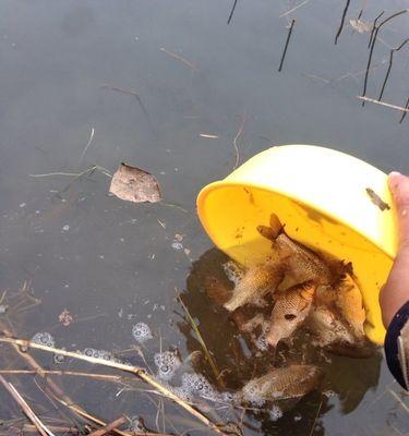 龙湖湿地钓鱼技巧教程（掌握钓鱼技巧）  第2张