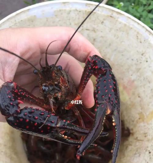 龙虾打窝钓鱼技巧（以龙虾为鱼饵的钓鱼技巧分享）  第2张