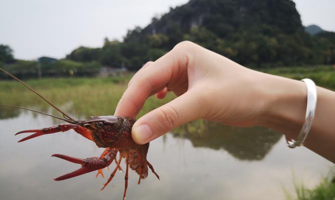 钓鱼技巧大揭秘（以龙虾为武器）  第1张