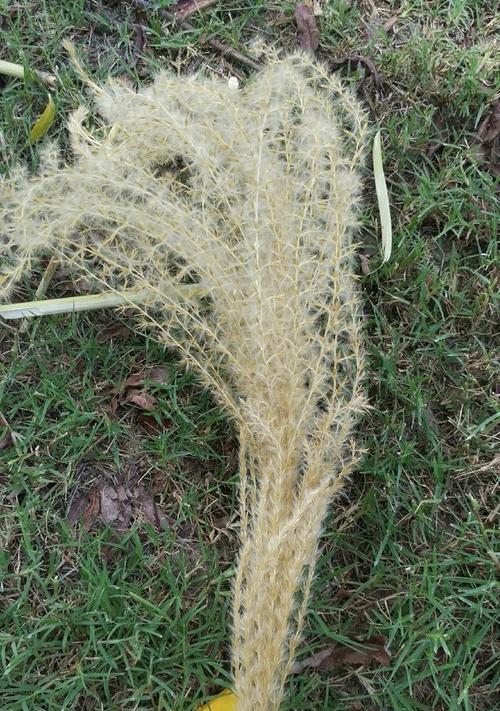 芦苇草钓鱼打窝技巧（掌握芦苇草钓鱼的窍门）  第3张