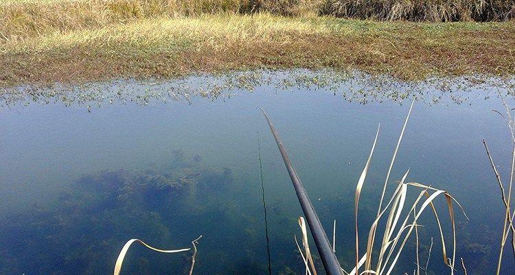 芦苇丛中的野钓鱼技巧（提高钓鱼技术）  第3张