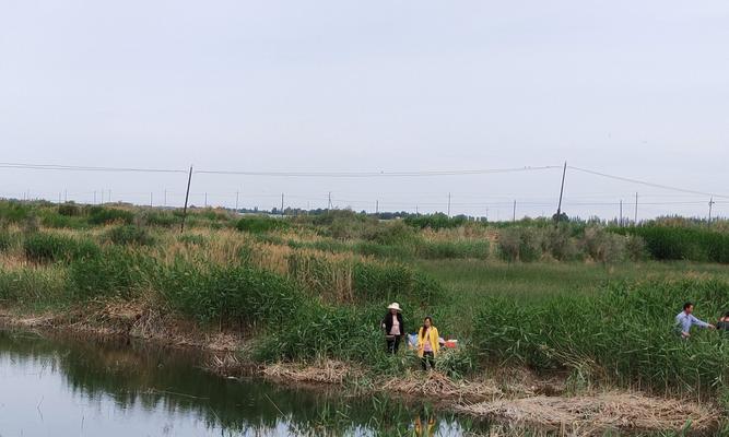 芦苇钓鱼技巧大揭秘（掌握芦苇钓鱼的关键技巧）  第2张