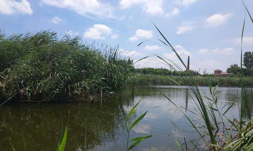 芦苇旁钓鱼的技巧（享受大自然的静谧乐趣）  第2张