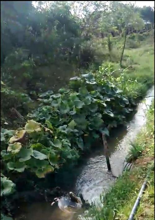 路边水沟钓鱼的技巧（掌握这些技巧）  第2张