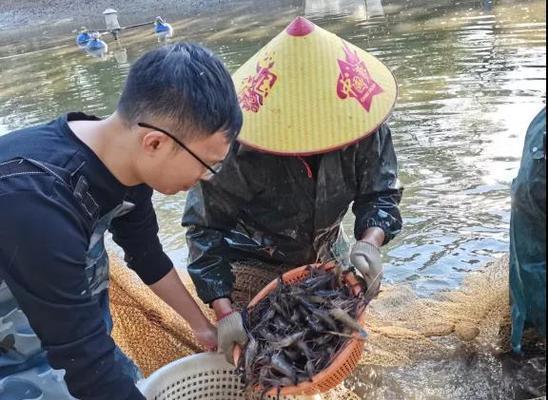 罗非和草鱼混养塘钓鱼的用饵技巧（技巧分享｜饵料选择）  第1张