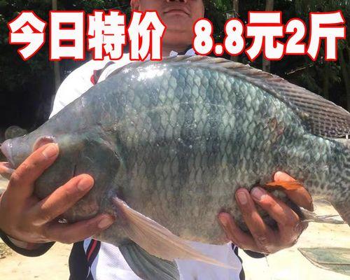 野钓技巧揭秘（掌握关键钓法）  第2张