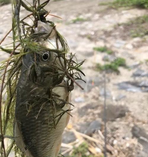 《骆马湖垂钓鲫鱼技巧》（探秘骆马湖）  第2张