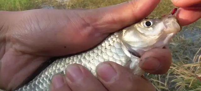 骆马湖钓鱼开饵技巧指南（探秘钓鱼达人的必备技巧和心得分享）  第3张