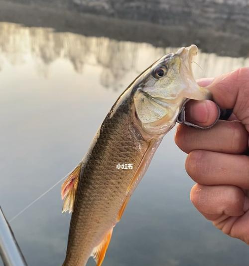 钓鱼技巧大揭秘——以马口溪流为例（马口溪流钓鱼的成功秘诀及技巧）  第1张