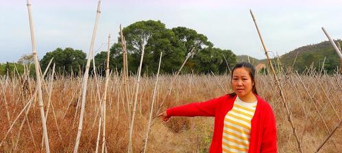 农村大嫂的钓鱼秘籍（掌握技巧成为水中捕手）  第3张