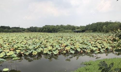 以藕塘钓鱼绝密技巧（掌握钓鱼技巧）  第2张