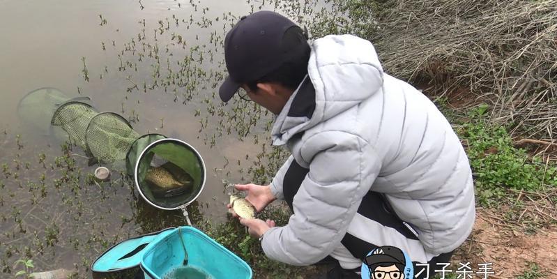 以藕塘钓鱼，技巧大揭秘（藕塘钓鱼）  第1张