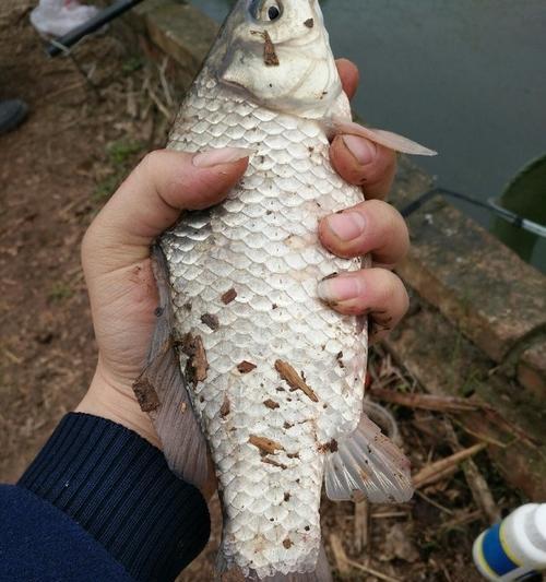 藕塘野钓鲫鱼打窝技巧（探究藕塘钓鲫鱼的窍门）  第2张