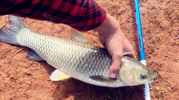 掌握抛竿钓鲢鳙草鱼技巧（成功钓鲢鳙草鱼的关键是什么）  第1张