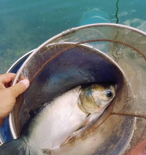 抛竿钓鲢鳙技巧（掌握正确姿势和钓饵选择）  第2张