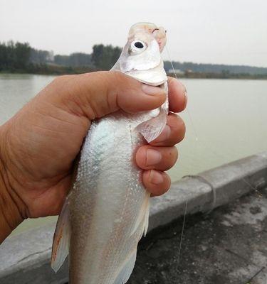 掌握抛竿钓翘嘴的技巧与方法（提高成功率的关键是掌握“鱼情”一词）  第2张